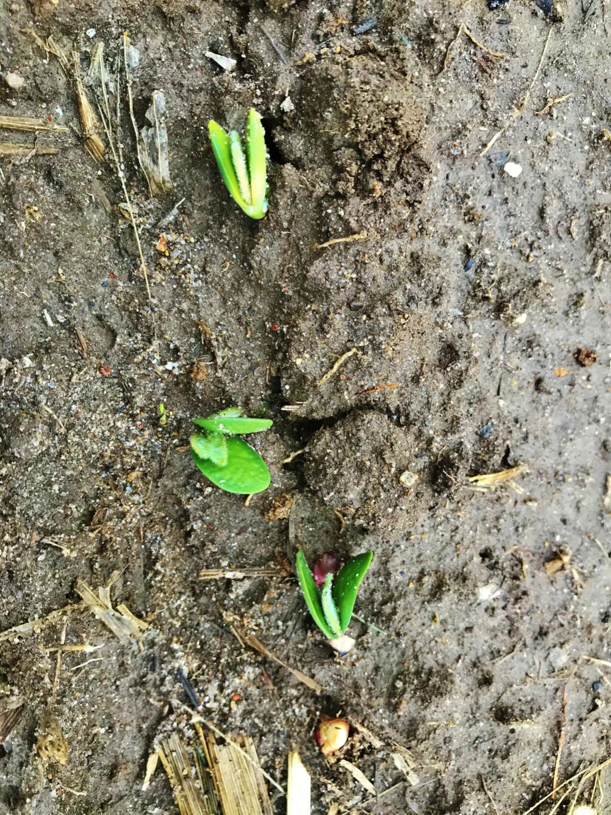 Corn or soybeans struggling to emerge